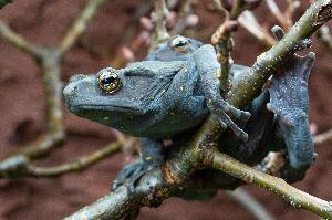 Die Welt der Amphibien und Reptilien